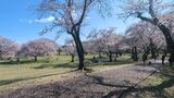 国営昭和記念公園