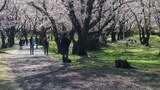 国営昭和記念公園