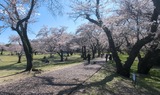 国営昭和記念公園
