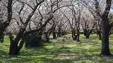 国営昭和記念公園
