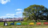 国営昭和記念公園