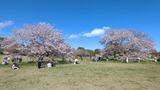 国営昭和記念公園