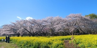 PHOTO 国営昭和記念公園#6
