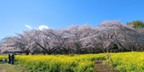 国営昭和記念公園