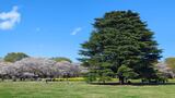 国営昭和記念公園