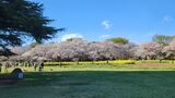 国営昭和記念公園