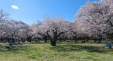 国営昭和記念公園
