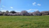 国営昭和記念公園