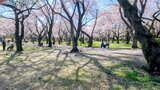 国営昭和記念公園