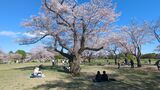 国営昭和記念公園