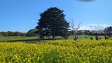 国営昭和記念公園