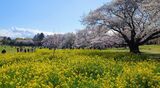 国営昭和記念公園