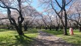 国営昭和記念公園