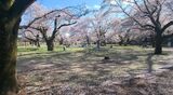国営昭和記念公園