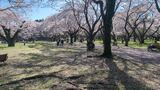 国営昭和記念公園