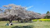 国営昭和記念公園