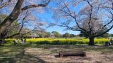 国営昭和記念公園