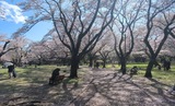 国営昭和記念公園