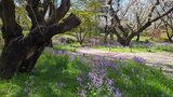 国営昭和記念公園