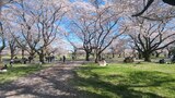 国営昭和記念公園