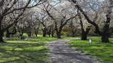 国営昭和記念公園
