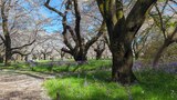 国営昭和記念公園