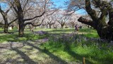 国営昭和記念公園