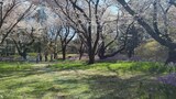 国営昭和記念公園
