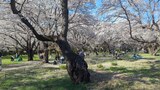 国営昭和記念公園