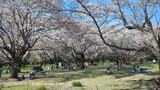 国営昭和記念公園
