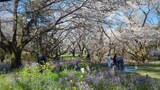 国営昭和記念公園