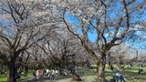 国営昭和記念公園