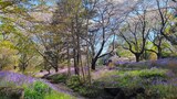 国営昭和記念公園