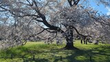 国営昭和記念公園