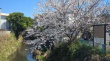 本覚寺