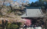 妙本寺