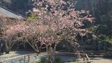 妙本寺