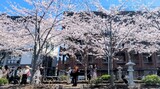 若宮大路・段葛
