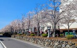 若宮大路・段葛