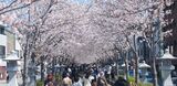 若宮大路・段葛