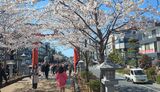 若宮大路・段葛