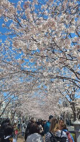 若宮大路・段葛