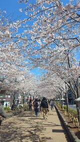 若宮大路・段葛