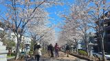 若宮大路・段葛