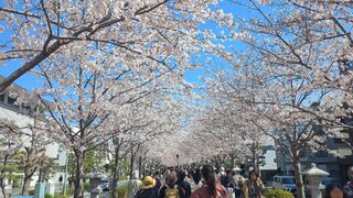 若宮大路・段葛
