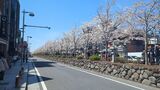 若宮大路・段葛