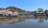 神苑ぼたん庭園