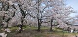 根岸森林公園