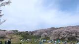 根岸森林公園