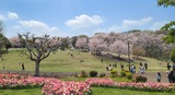 根岸森林公園